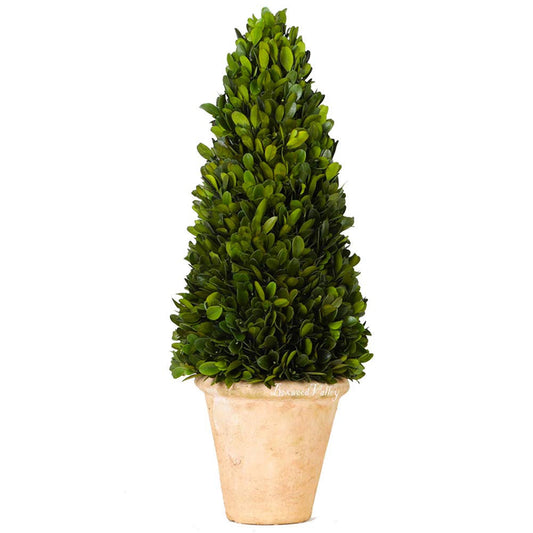 Boxwood Cone Topiary