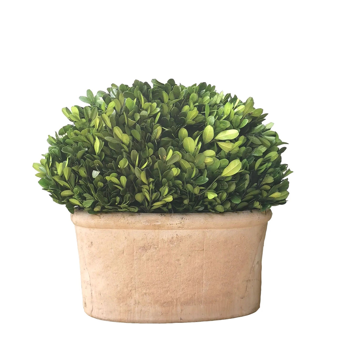 Boxwood Natural Style Oval Shape On Oval Set Of 2