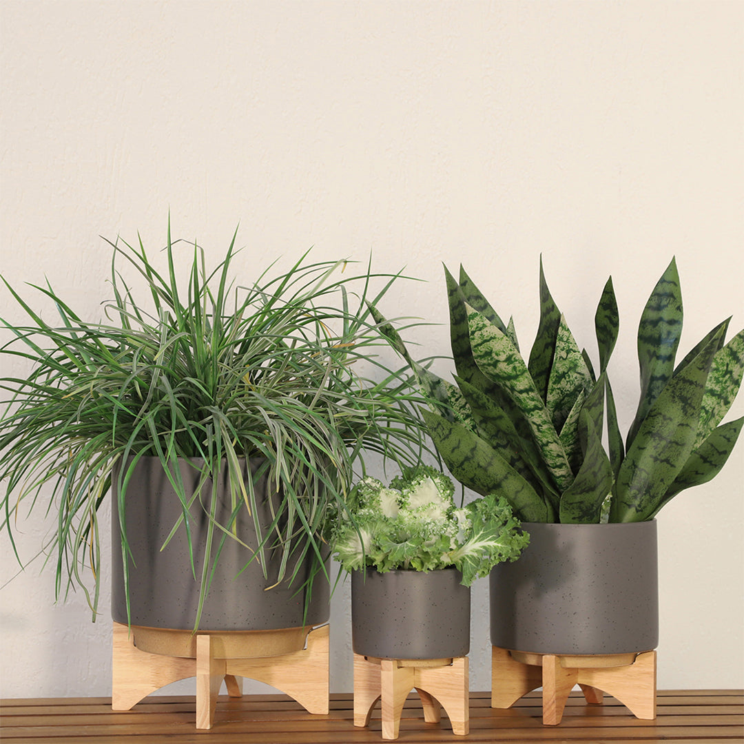 Zaniyah 8" Planter With Wood Stand
