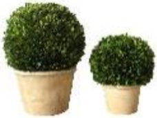 Boxwood Topiary Set Of 2