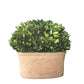 Boxwood Natural Style Oval Shape On Oval Set Of 2
