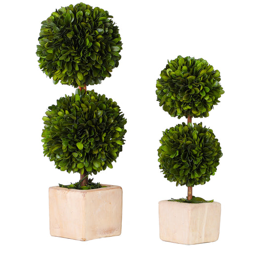 Boxwood Double Topiary, Set Of 2