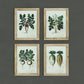 Radish Fir Framed Wall Art, 4 Styles