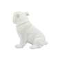 Nariz Dog